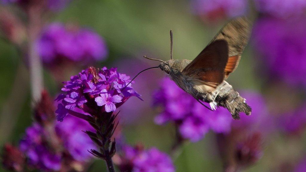 October 2020 - a Humming Bird Moth feeding in the walled garden