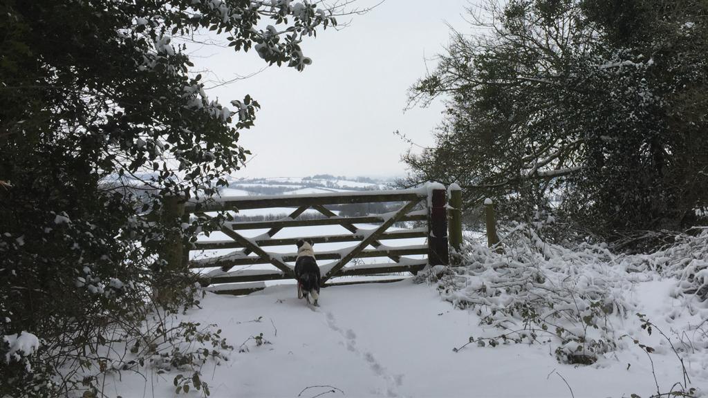 A snowy scene with a dog in front of a gate