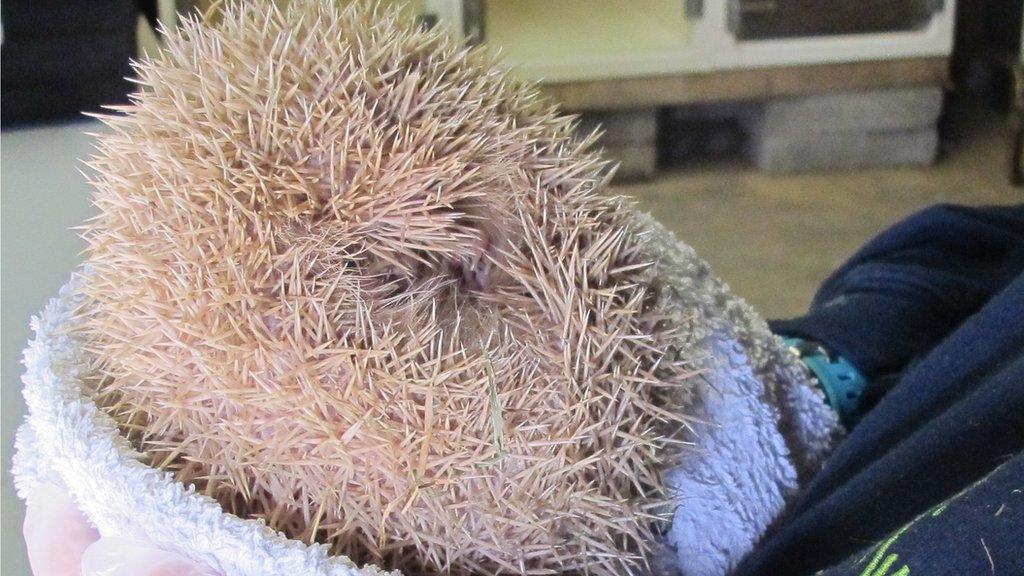 Burt the blonde hedgehog