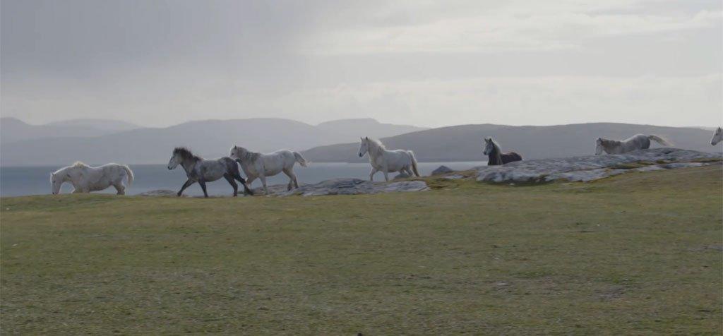 Eriskay ponies at Eriskay FC's football pitch