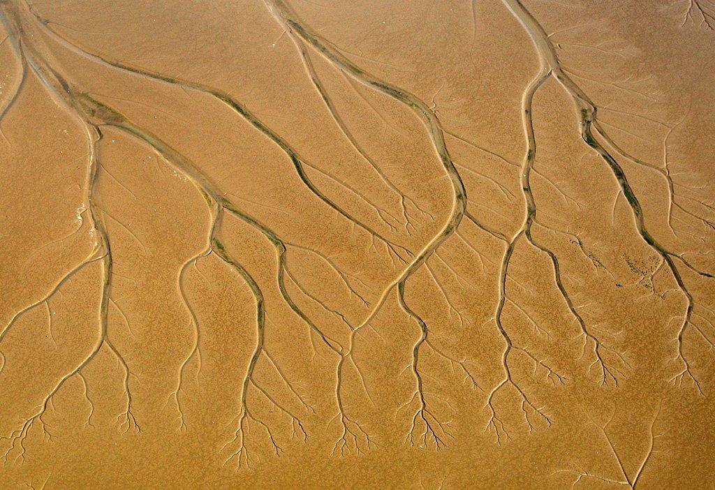 Shapes in mudflats at Breydon Water in Norfolk that look like tree roots taken in 2011