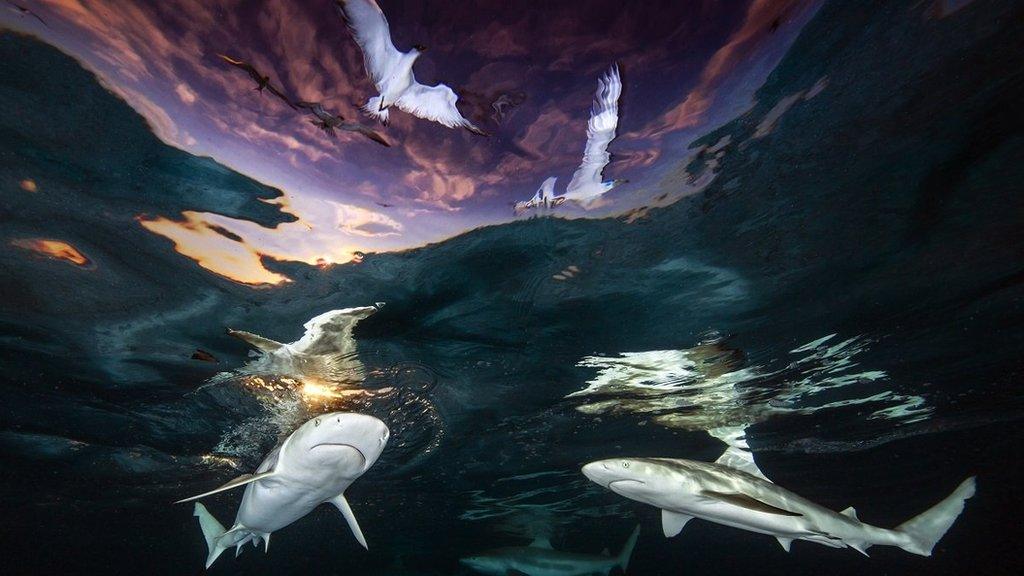 blacktip reef sharks cruising beneath sea gulls at sunset