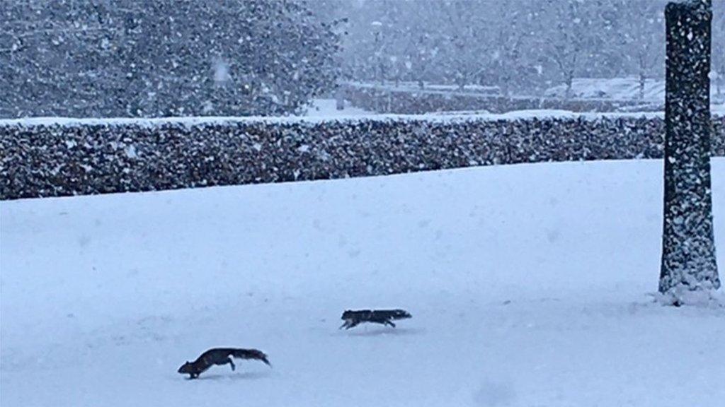 squirrels at Stirling University