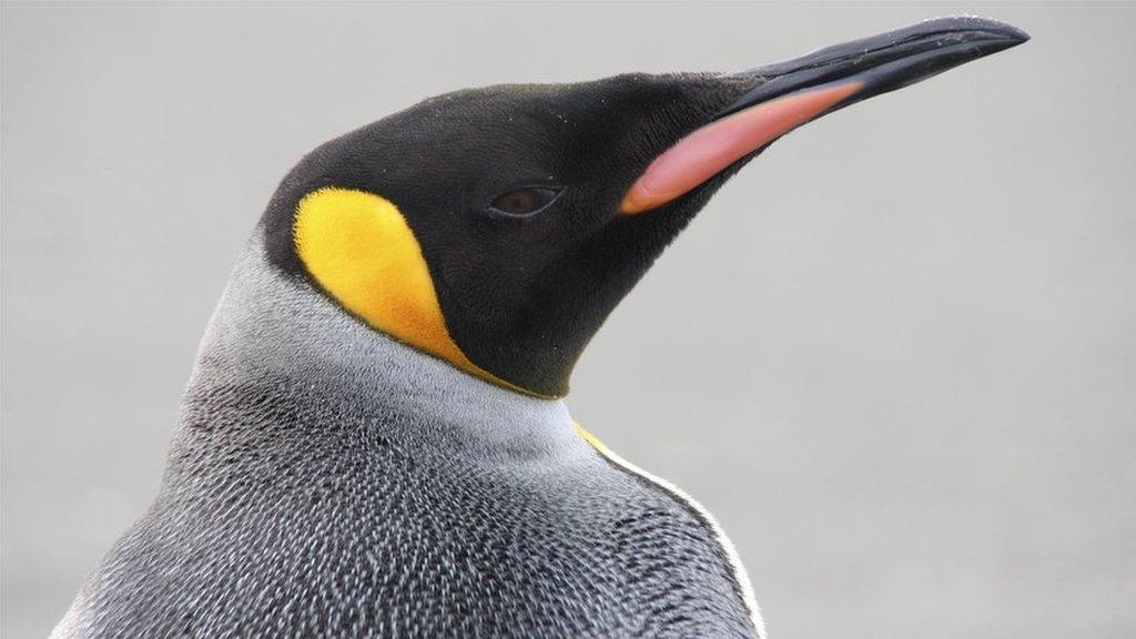 penguin