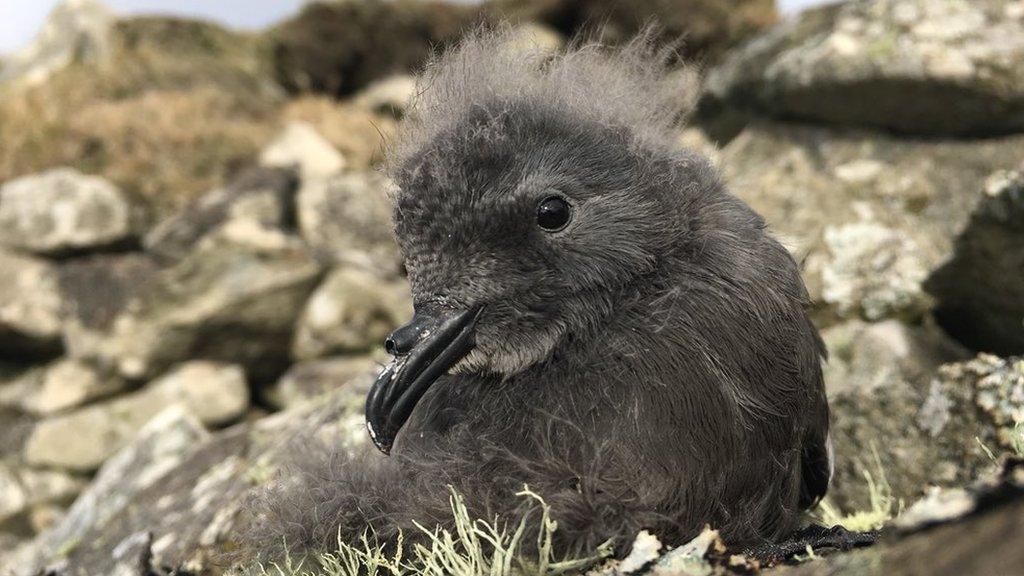 Storm petrel