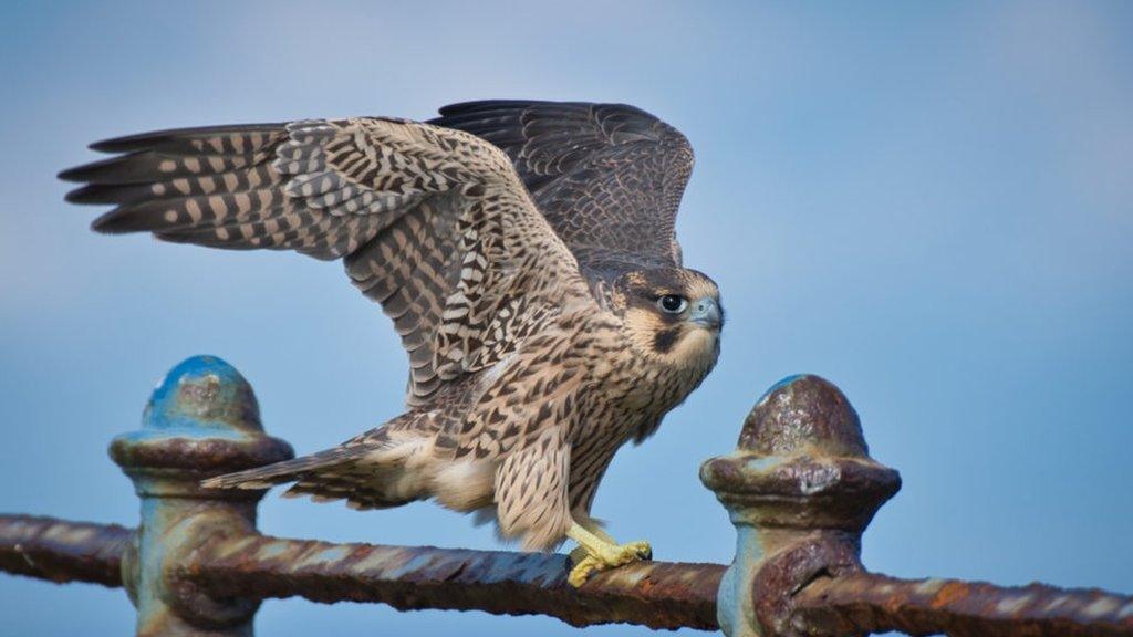 Peregrine Falcon