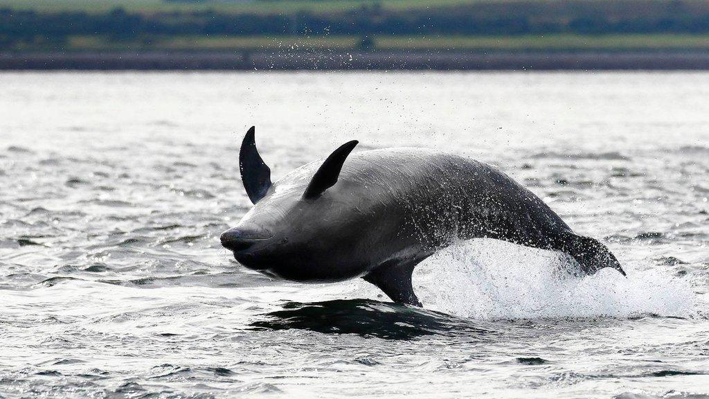 Bottlenose dolphin in Moray Firth