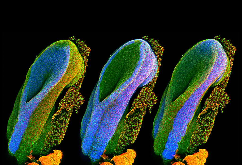 Developing spinal cord