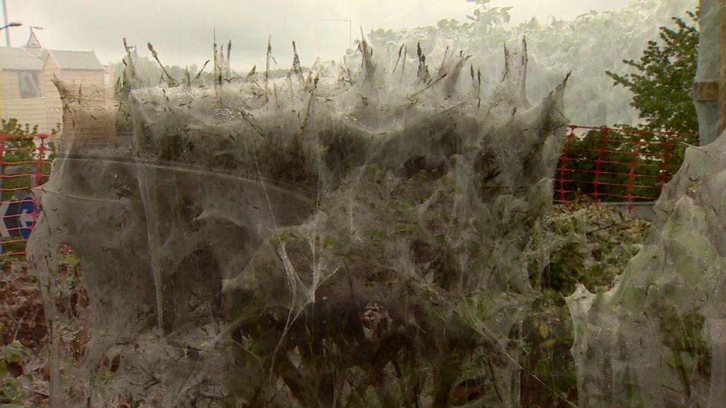 caterpillar web