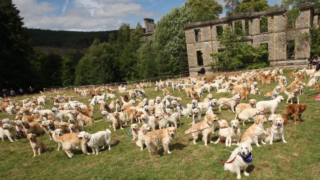 Golden retrievers at Guisachan, near Tomich