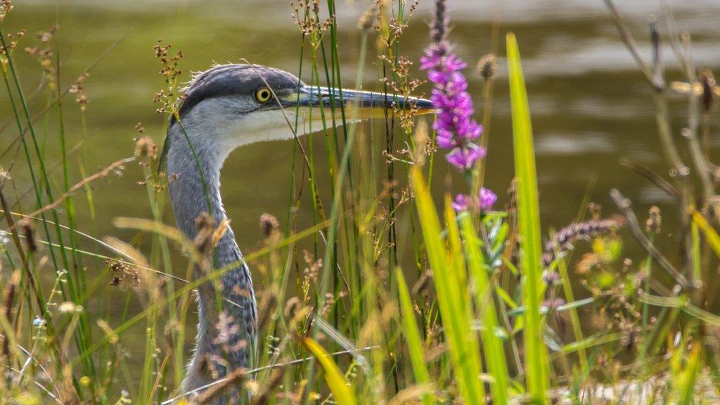 A heron at Lethytep