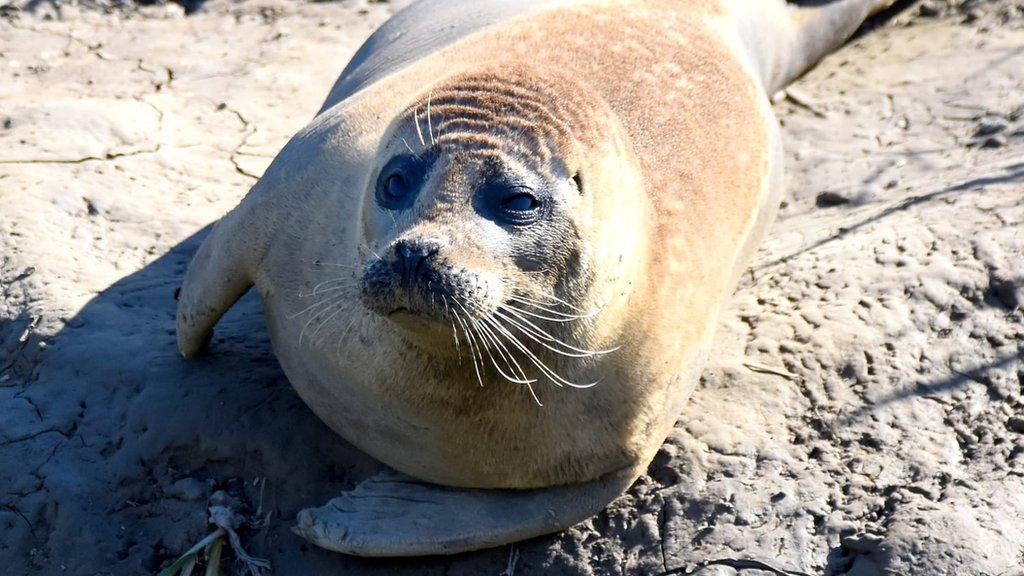 Seal, Somerset Levels