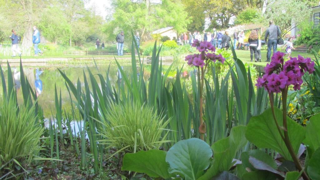 Ponds at The Beth Chatto Gardens