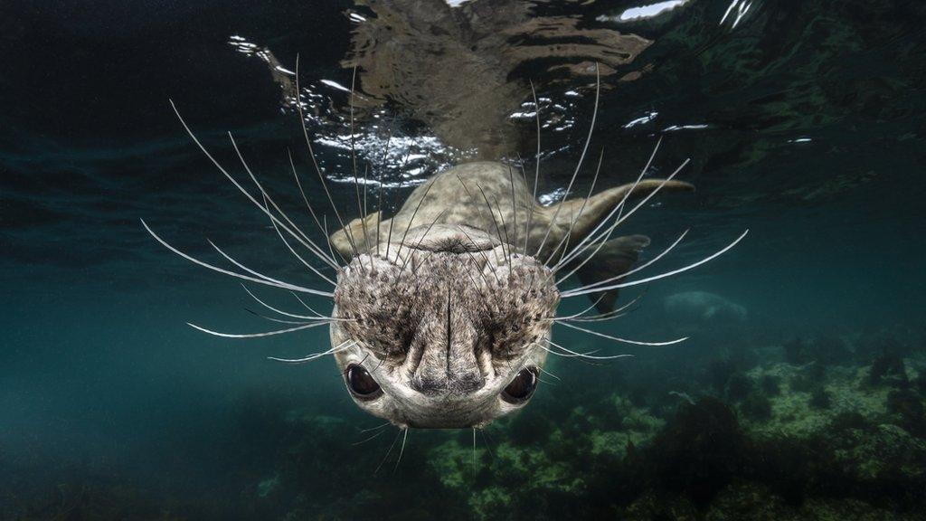 grey seal