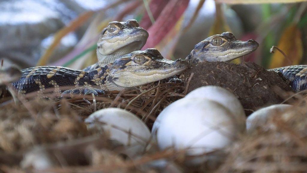 baby-caiman.