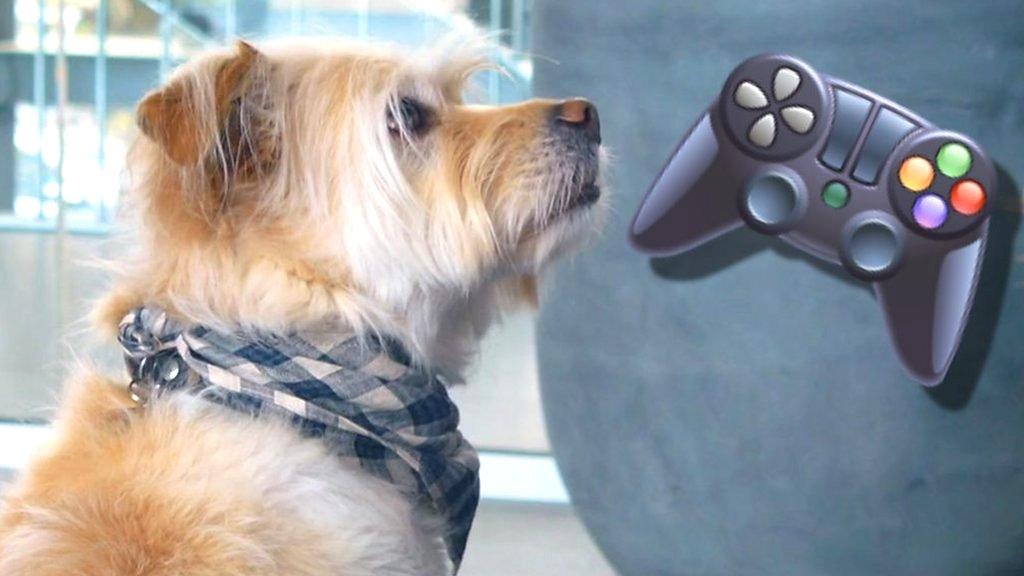 dog and controller