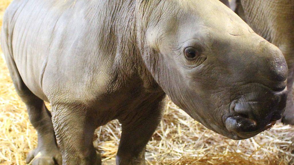 White rhino