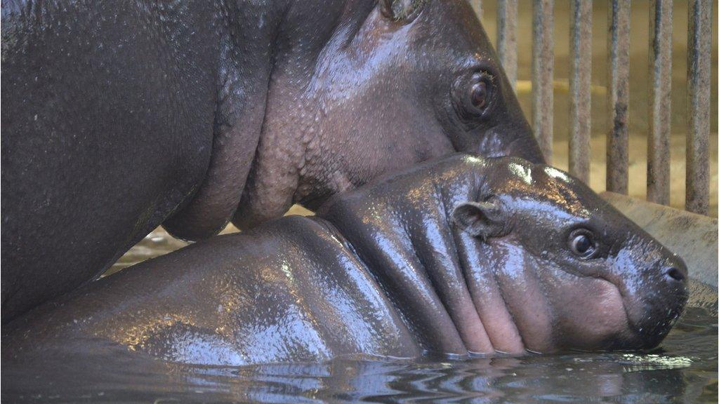 Pygmy hippo Hugo and mother Sirana