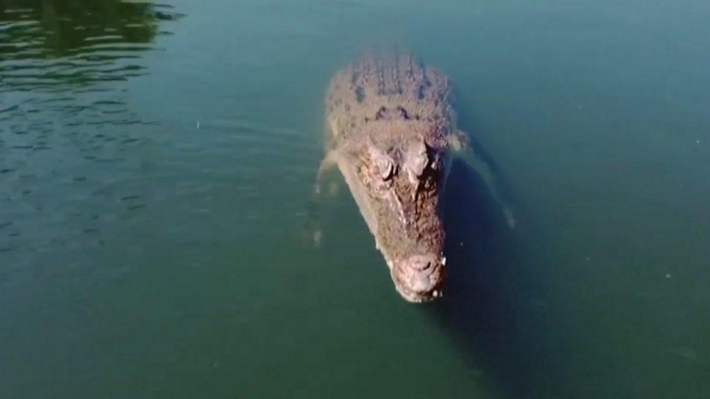 Crocodile in the water