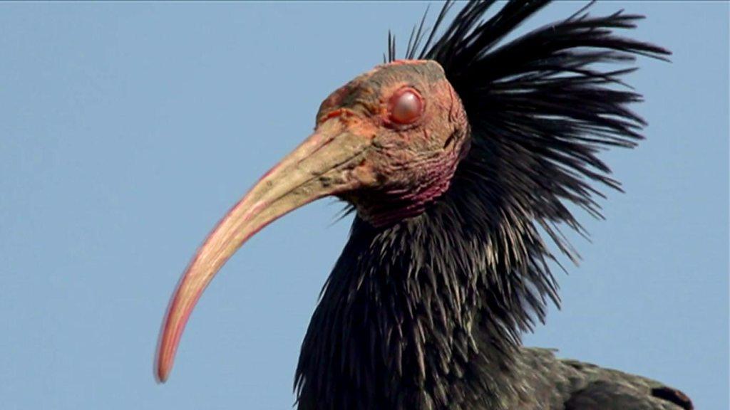 Northern Bald Ibis