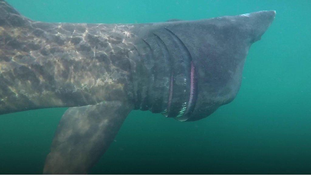 basking shark