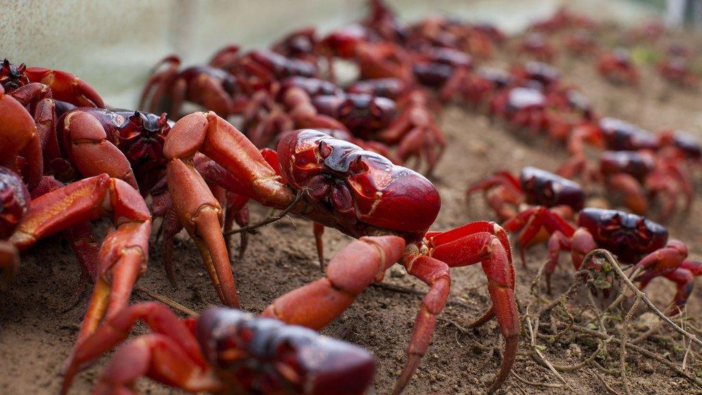 Red crabs on Planet Earth II