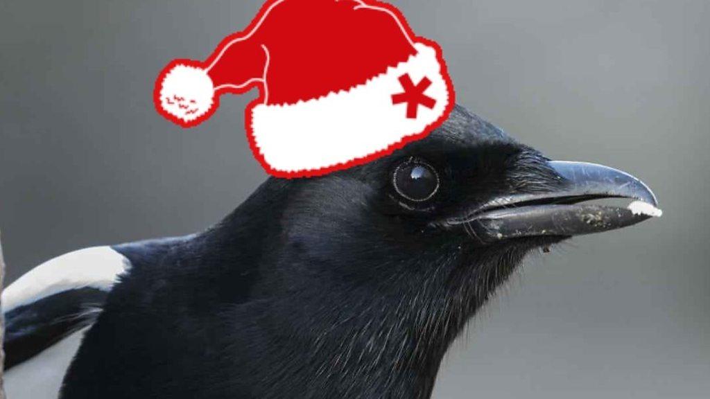 From unlikely friendships with dogs to festive greetings, this magpie has had an eventful year.