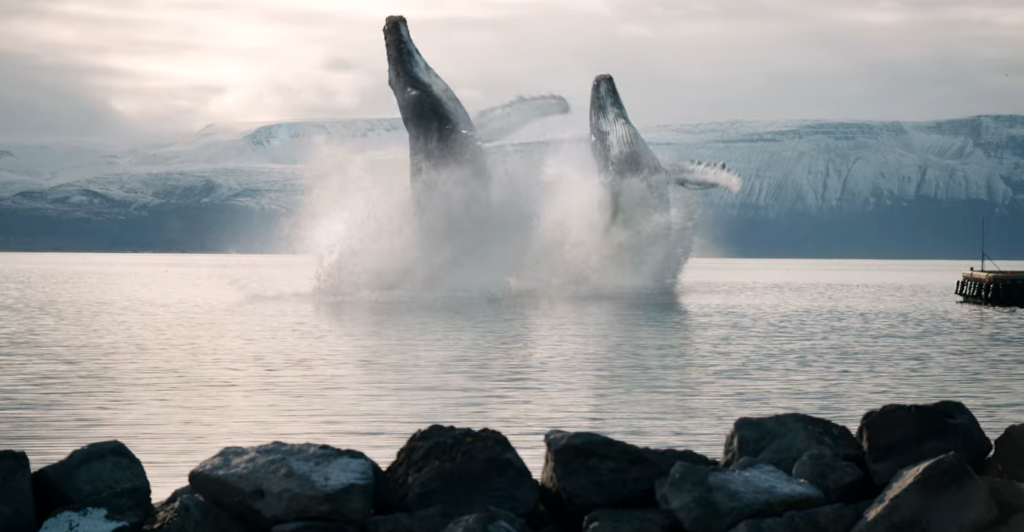 Two CGI whales in the Eurovision film