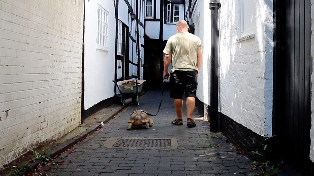 Nancy Drew, The African Sulcata Tortoise would ordinarily in the wild be looking for a mate this time of year and so has lots of energy