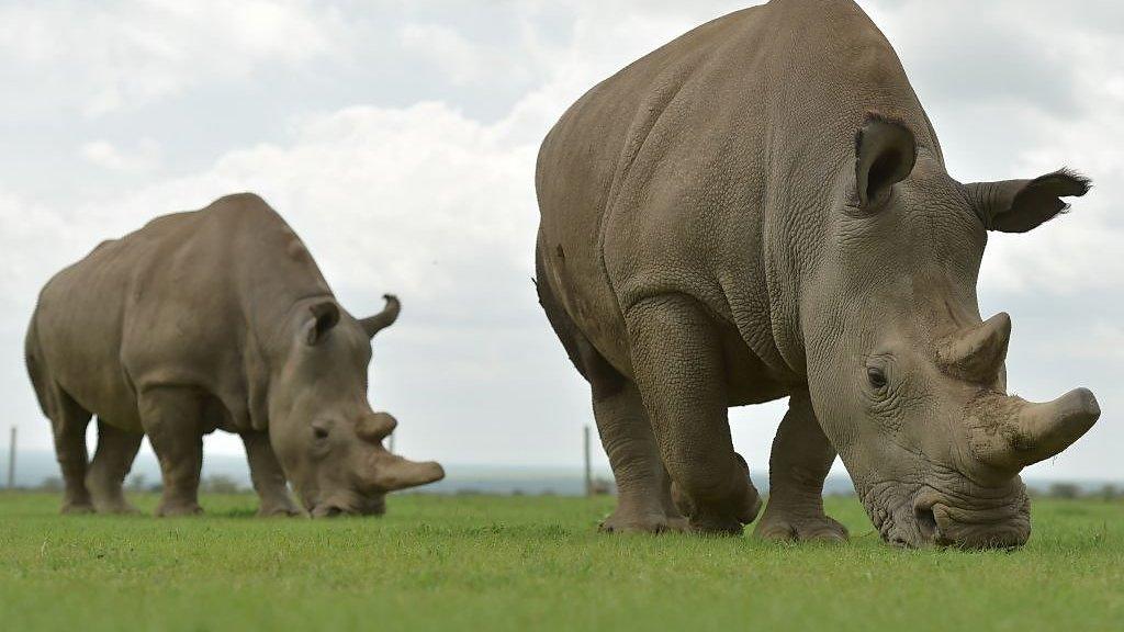 Rhinos on the grass