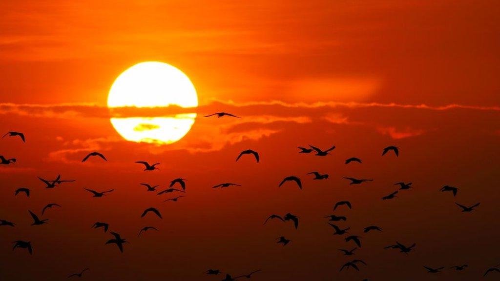 Stock photo of sun, clouds and birds in Thailand