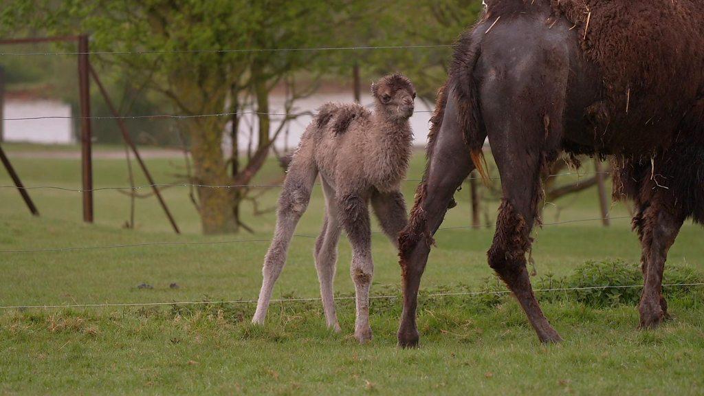 Baby camel with mother