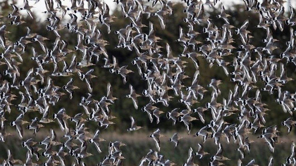 Flock of godwits over the Dee estuary