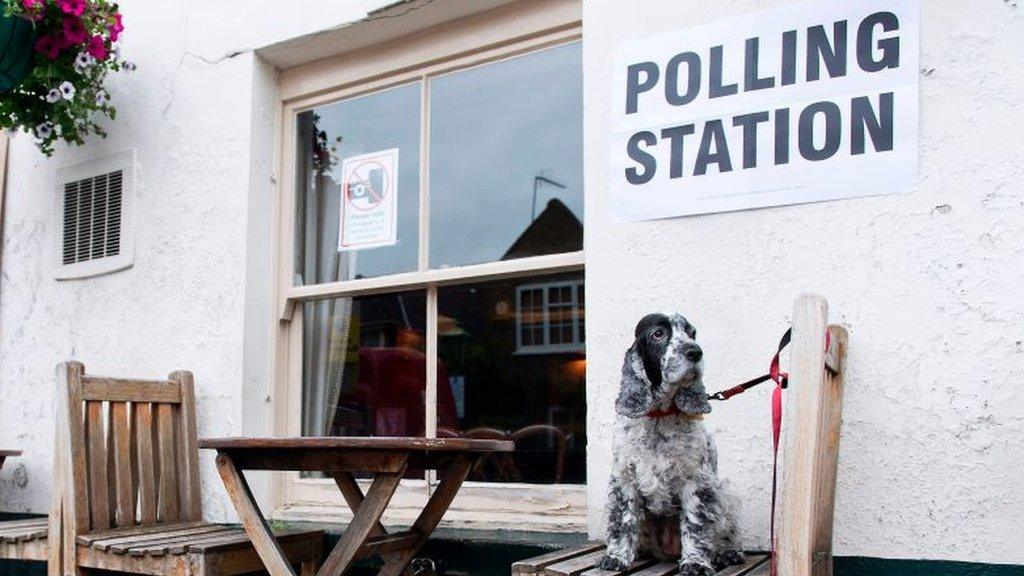 Dog at a polling station