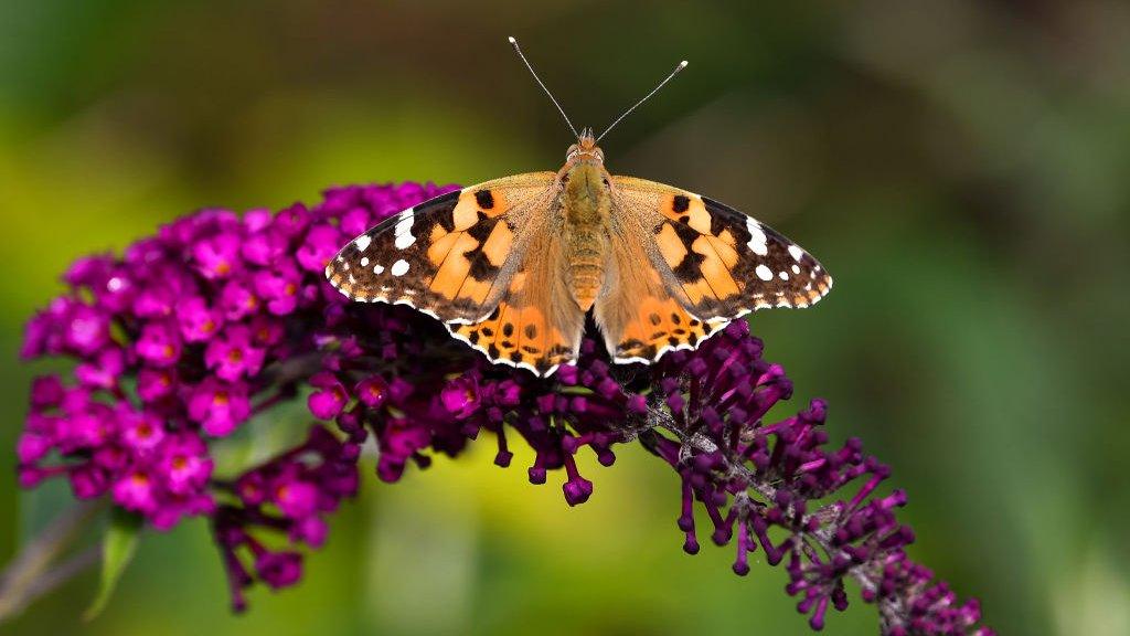 Painted lady butterfly sat on a purple plant