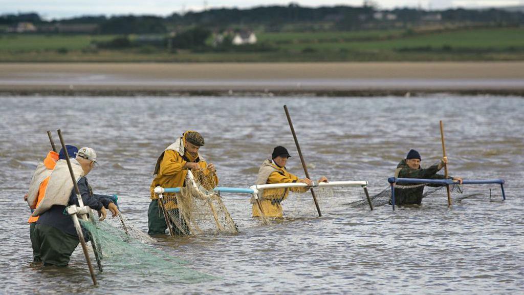 Haaf net fishermen in the Solway estuary fishing for wild Atlantic salmon