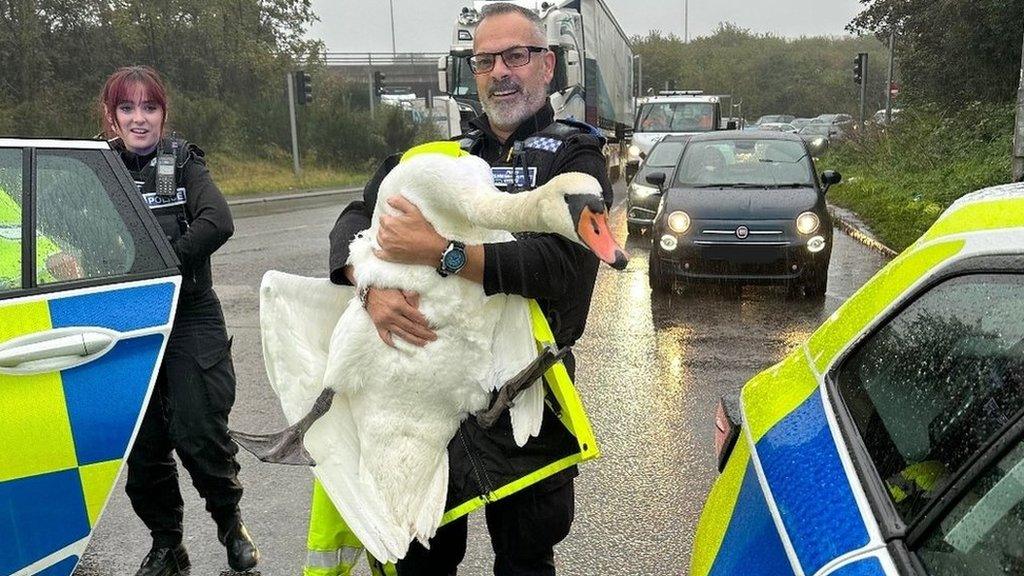 Police officer rescues swan