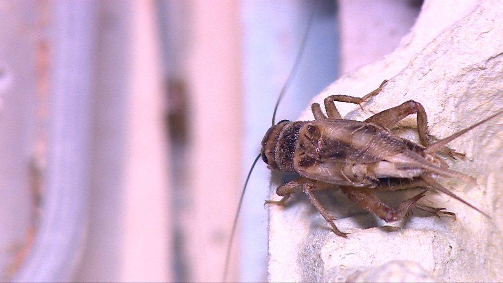 A cricket on the farm at Weobley