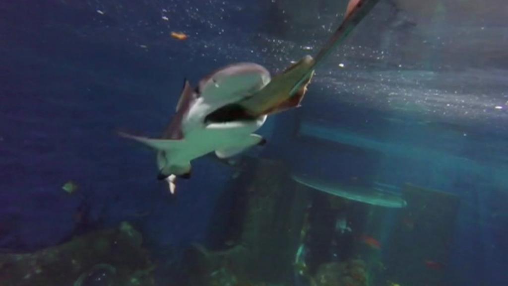 Practical tips to prevent predation