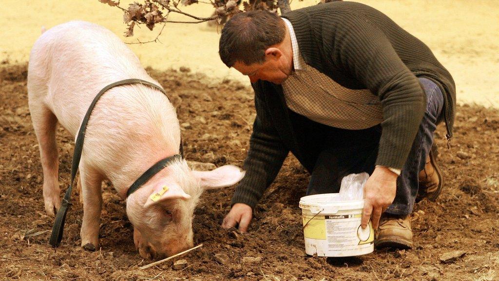 truffle finding pig