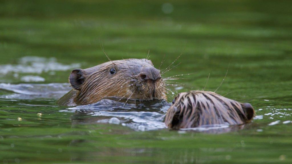 Beavers in water