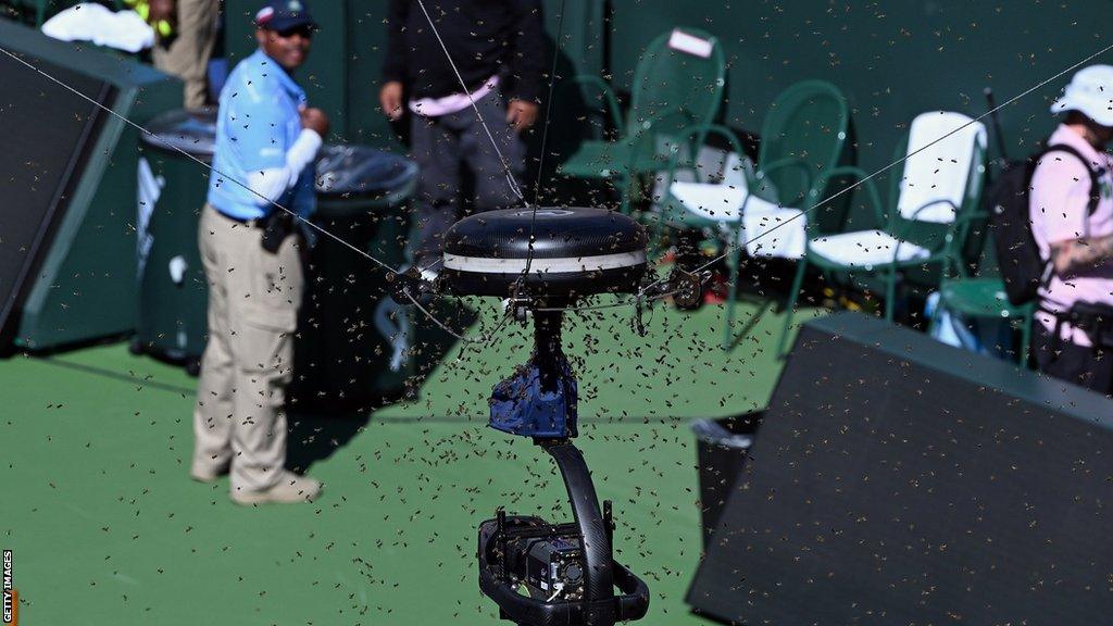 Bees swarm on the main stadium court at Indian Wells