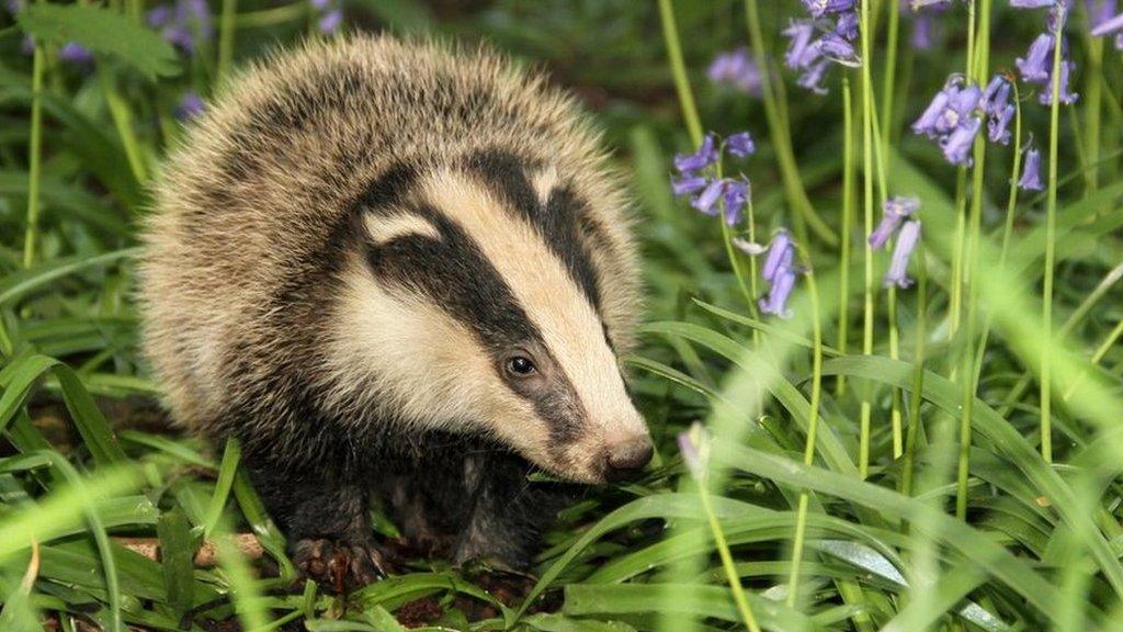 A badger among bluebells