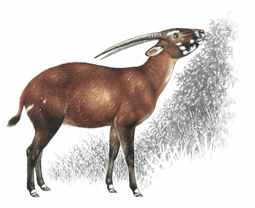 saola.