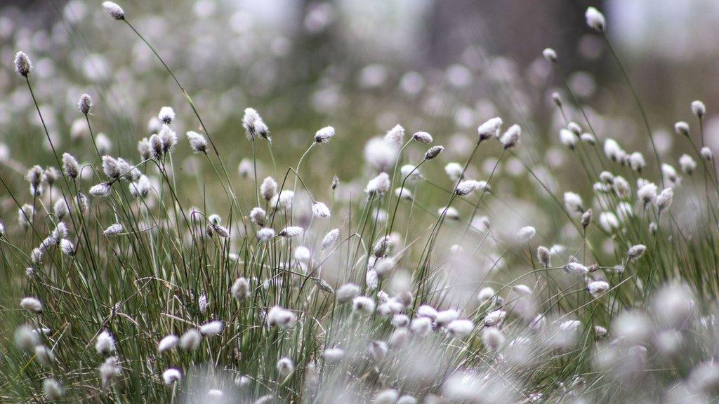 Cottongrass