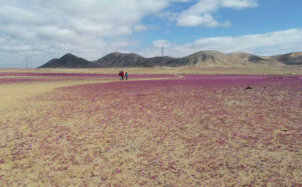 Aerial view of the Atacama Desert covered by flowers in Copiapo, Chile. 