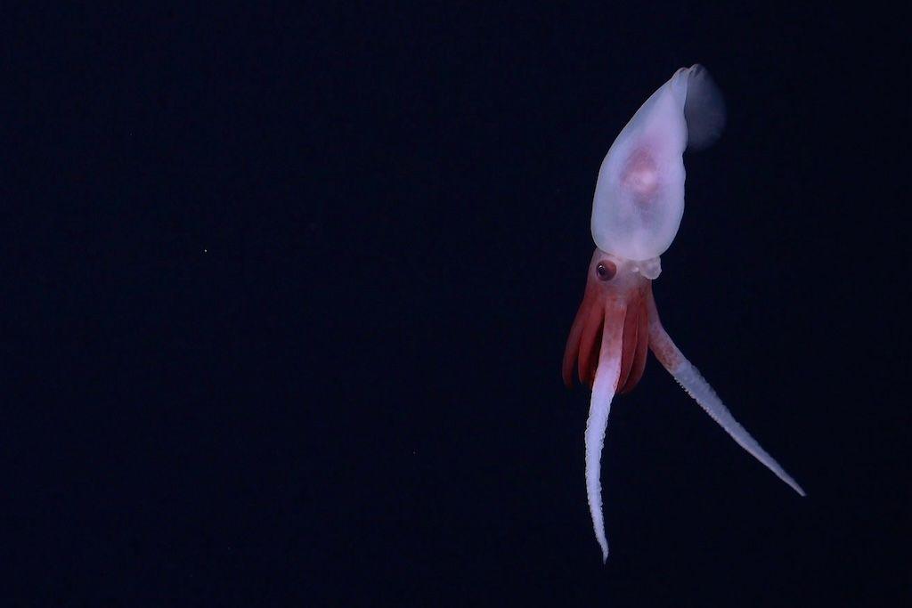 The Promachoteuthis squid glowing against a black background