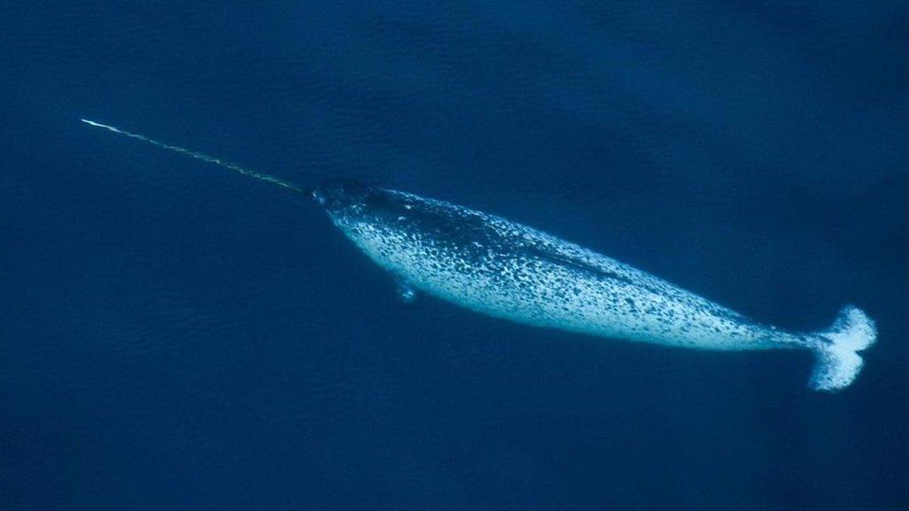 narwhal