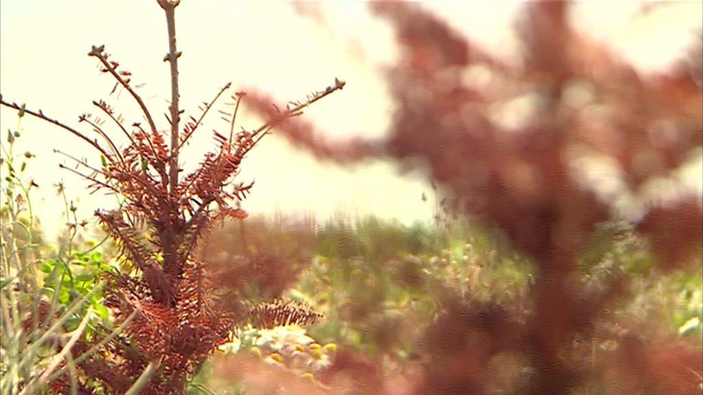 Very dry Christmas trees