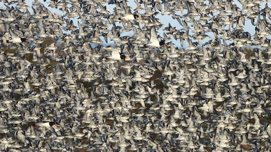 Knot and oystercatchers in flight at RSPB Snettisham